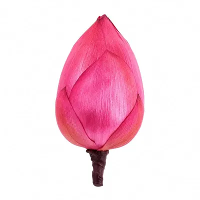 Artificial Lotus Buds (Pack of 12) by Atreya